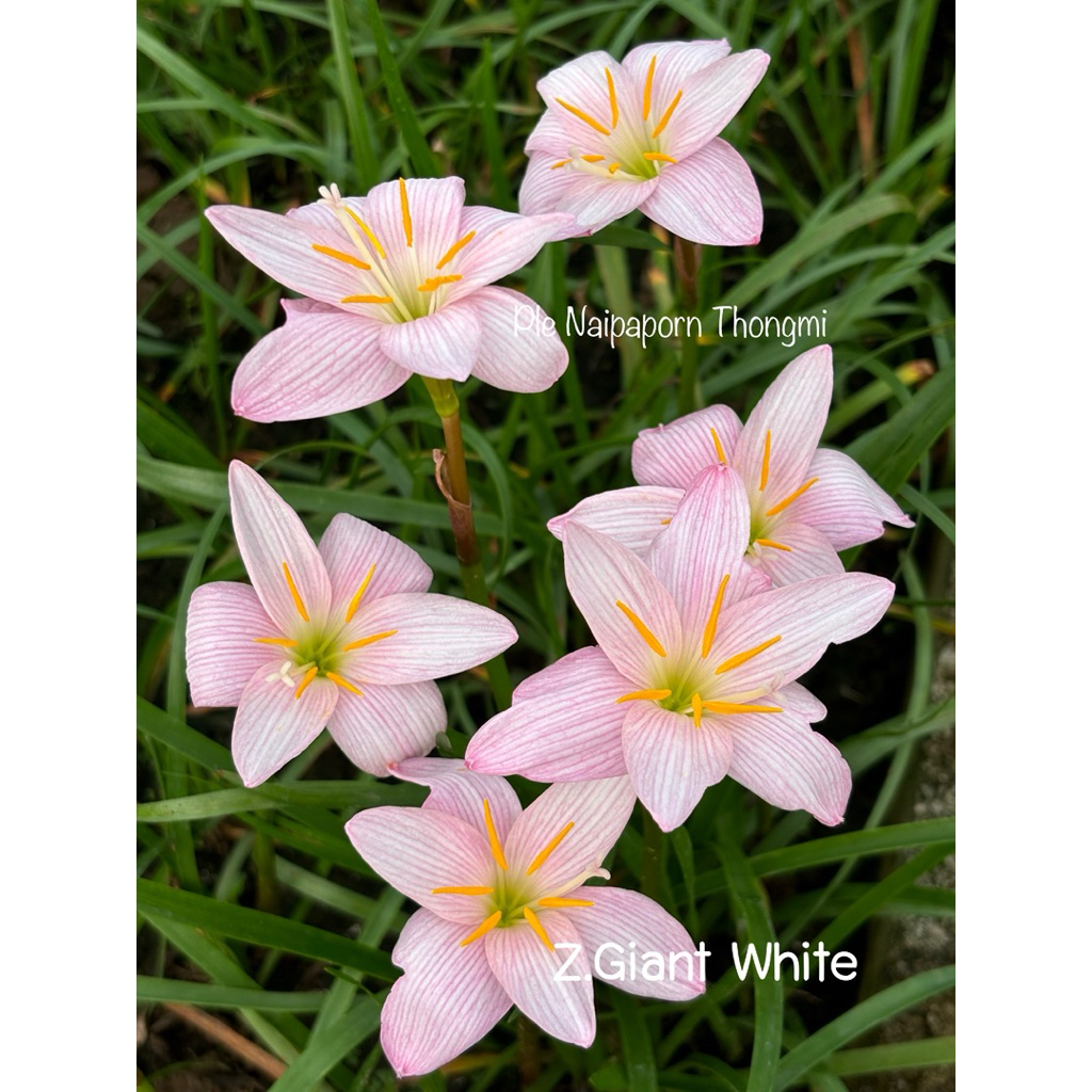 บัวดิน Z.Giant White 7หัว50บาท ดอกใหญ่ 6-8กลีบ