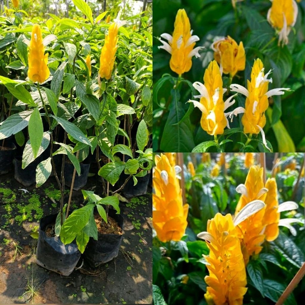ต้นเหลืองคีรีบูน  เป็นไม้พุ่มยืนต้นที่เขียวชอุ่มตลอดปี เจริญเติบโตได้ดีในพื้นที่แดดจัด ใบประดับของดอกมีสีเหลืองสดใส