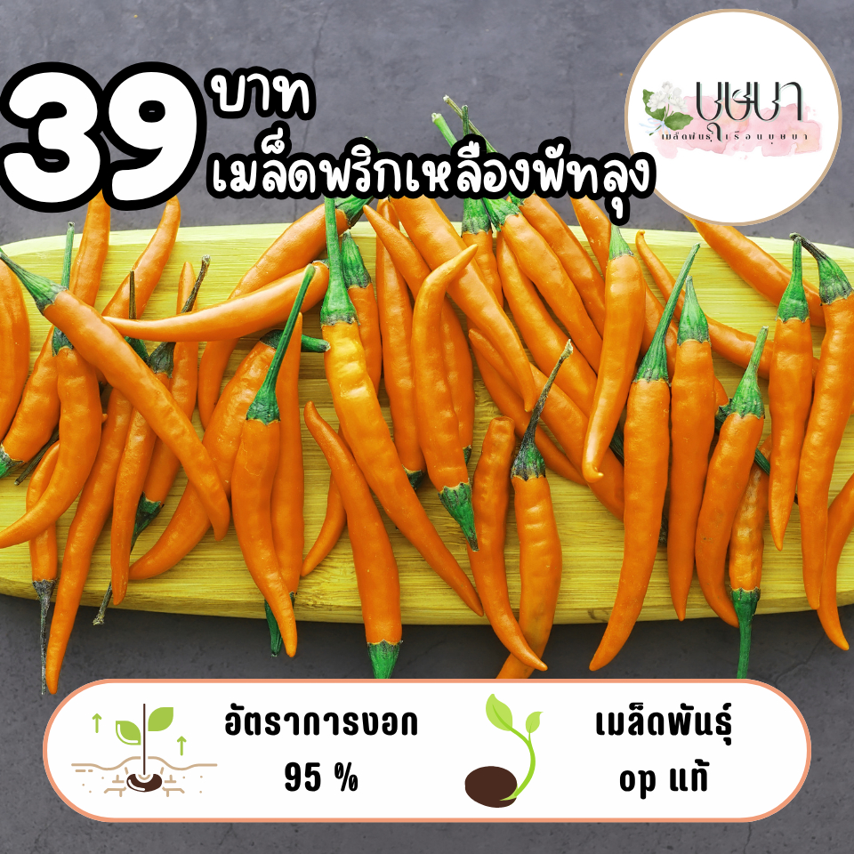 เมล็ดพริกเหลืองพัทลุง 39บาท 150เมล็ด