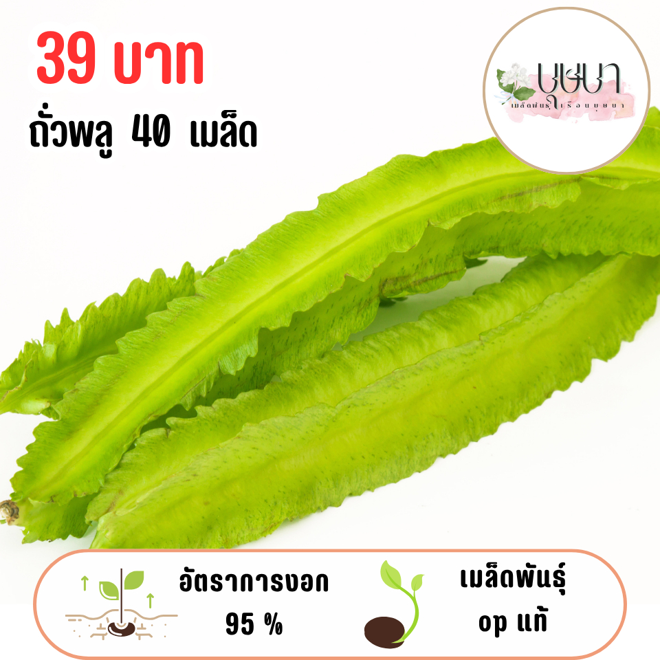 เมล็ดถั่วพลู 39บาท 40เมล็ด
