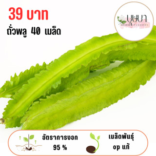 เมล็ดถั่วพลู 39บาท 40เมล็ด