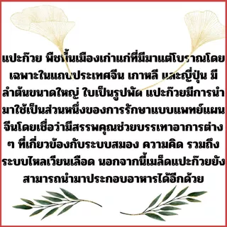 บ้านหมุน น้ำในหู เวียนศรีษะ เสียในหู พากิสัน อัลไซเมอร์ สมอง ความจำ จิงโกลากิฟฟารีน สกัดใบแป๊ะก๊วย