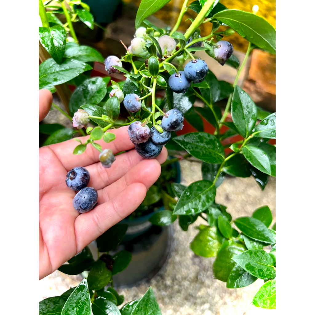 Eureka Blueberry tree  ต้นบลูเบอร์รี่ สายพันธุ์ ยูเรก้า ต้นใหญ่ ผลดก ติดผลตลอดปี สายพันธุ์นำเข้าจาก Australia ต้นใหญ่