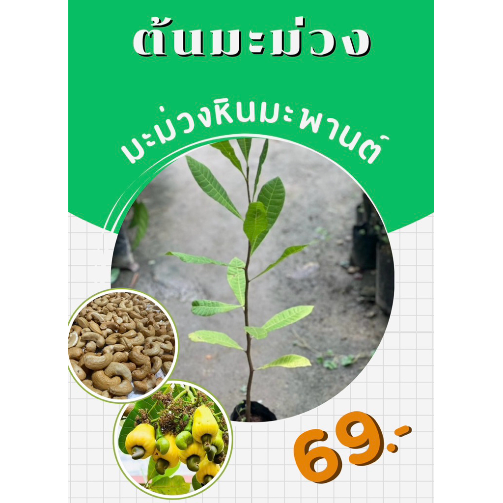 ต้นมะม่วงหินมะพานต์(เพาะเมล็ด)🌱ใส่ถุงดำเรียบร้อยพร้อมปลุก🌱