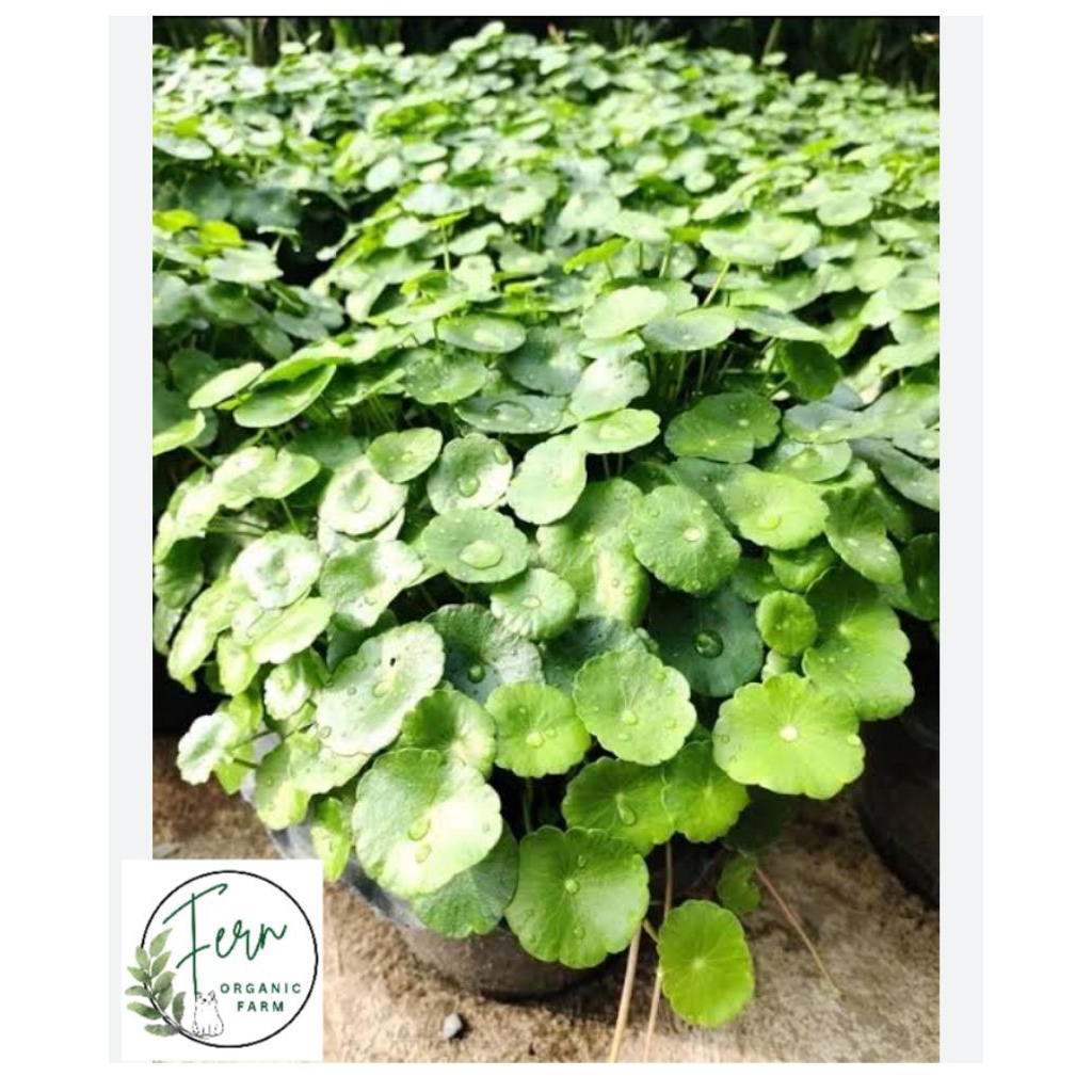 ต้นพันธุ์แว่นแก้วหารือบัวแก้ว