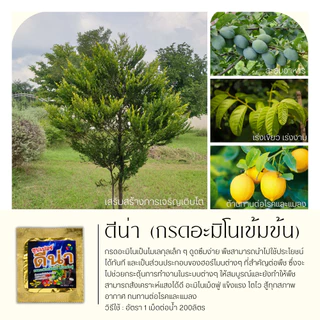 ดีน่า อะมิโนเม็ดฟู่ 1กล่อง 5เม็ด (กรดอะมิโนเข้มข้น) แตกยอดใหม่ ขยายผล ฟื้นต้น