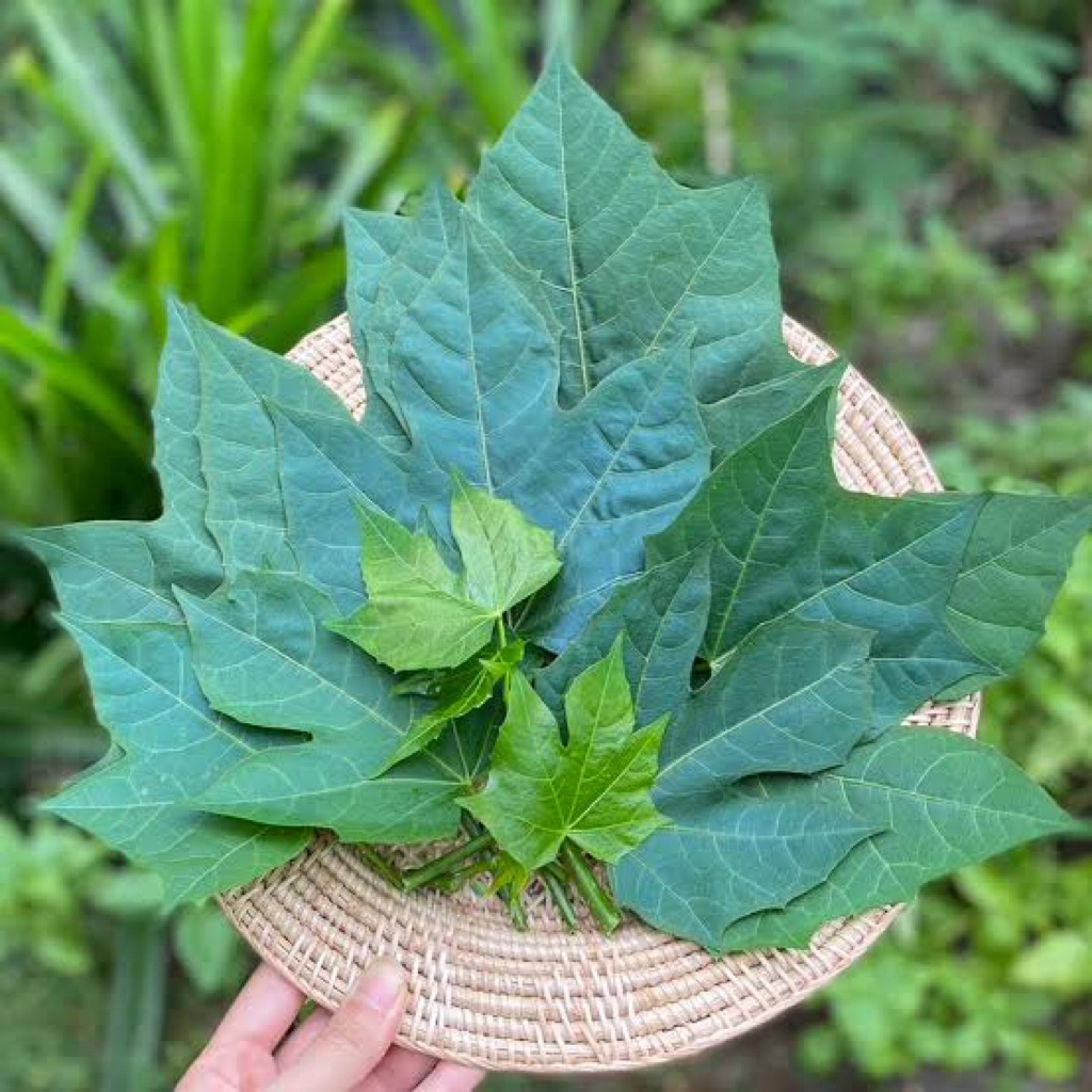 ใบผักไชยา ใบตัดสด กิ่งตัดสด ผักไชยา Chaya Tree Spinach ใบคะน้าแมกซิโก ใบผงชูรส ตัดสด ผักชูรส