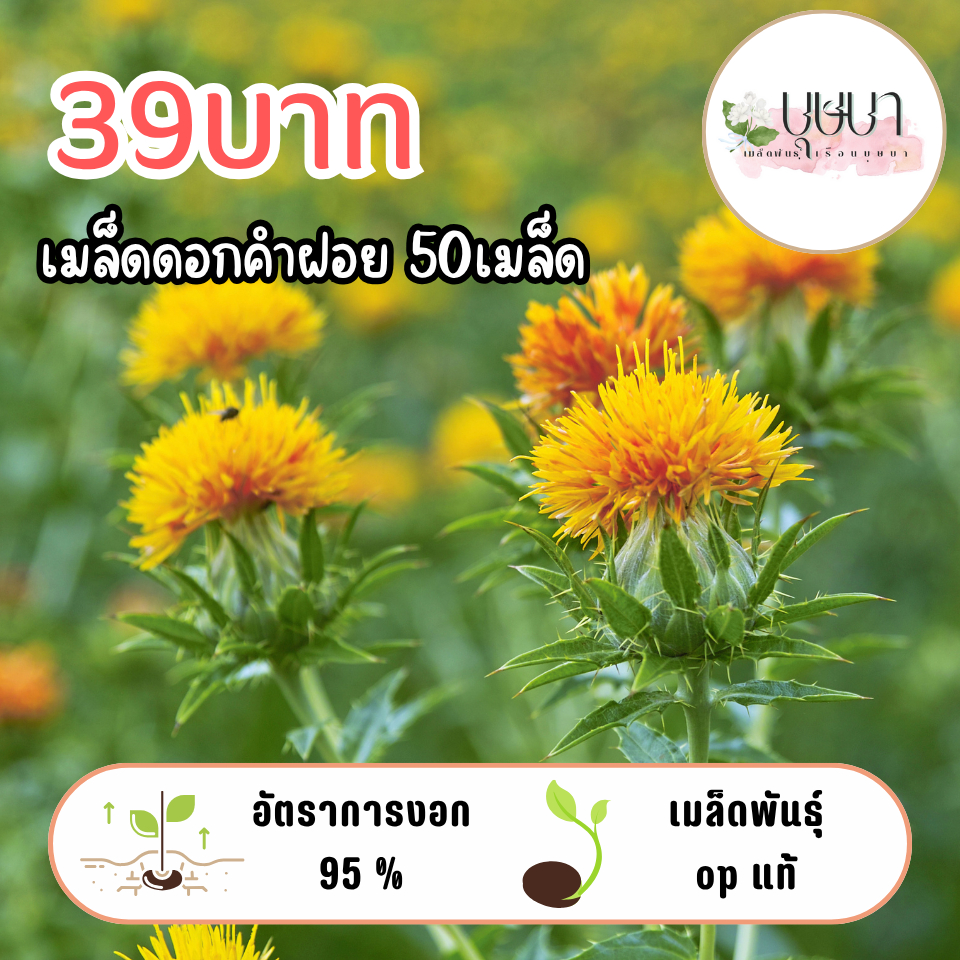 เมล็ดดอกคำฝอย 39บาท 50เมล็ด