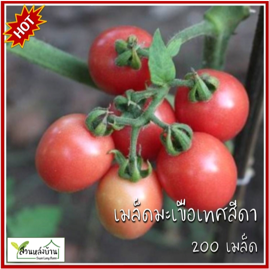 200 เมล็ด มะเขือเทศสีดา เมล็ดมะเขือเทศสีดา มะเขือเทศ เมล็ดมะเขือเทศ