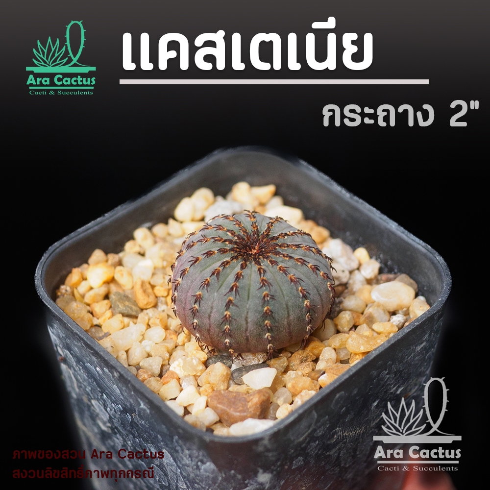 สวนขายเอง! เฟเรียแคสเตเนีย Frailea castanea ไซส์กระถาง 2 นิ้ว แคคตัส แคนตัส กระบองเพชร ตะบองเพชร ต้นไม้ประดับ อวบน้ำ
