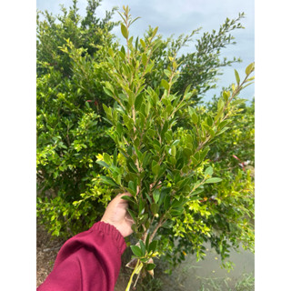 จัดชุด 11 กิ่ง ไทรเกาหลีสูง40-60 ซม.พร้อมปลูกลงดิน