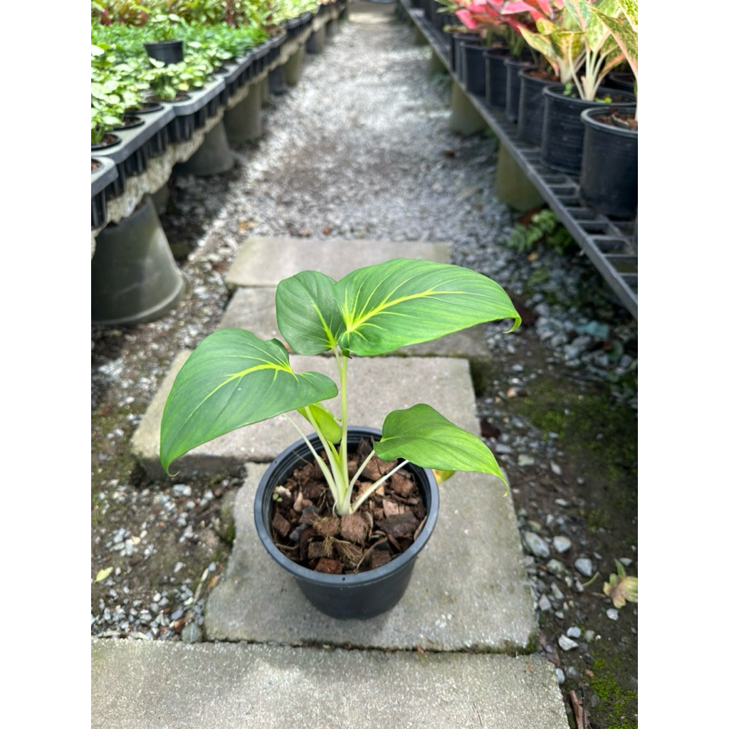 ว่านเสน่หาจันทร์ขาว ในกระถาง 6 นิ้ว