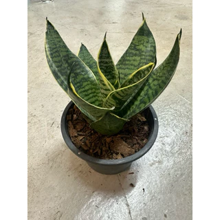 ลิ้นมังกรแคระ Snake Plant ต้นไม้ฟอกอากาศ ตั้งโต๊ะทำงาน ไม้ฟอกอากาศ