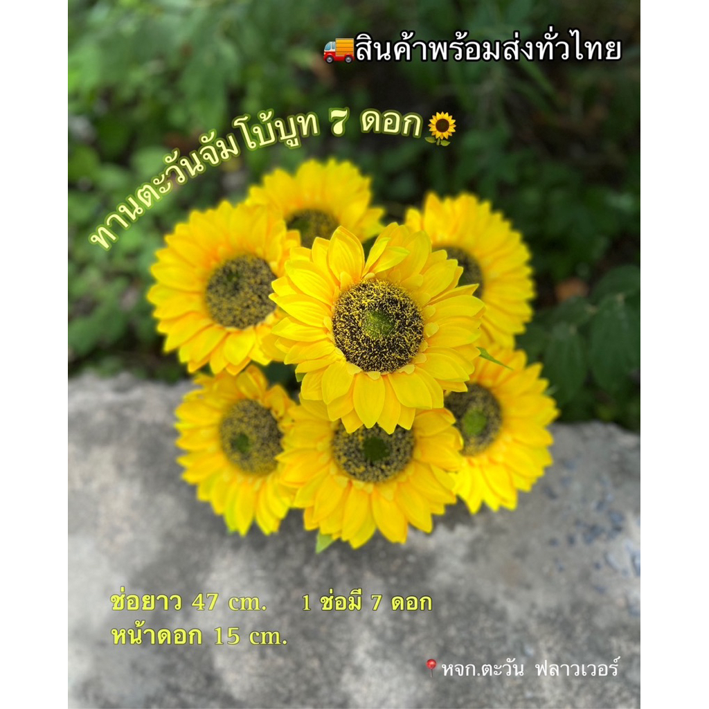 ดอกทานตะวัน ทานตะวันจัมโบ้บูท 7 ดอก