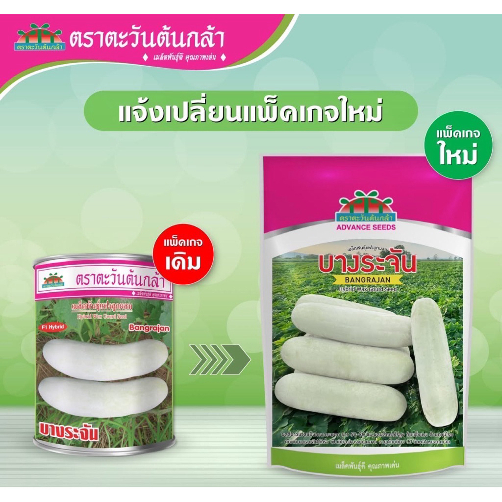 แพคเกจใหม่! แบบซอง แฟงบางระจัน เมล็ดแฟง บางระจัน 100กรัม (3000เมล็ด)  แฟงงาช้าง