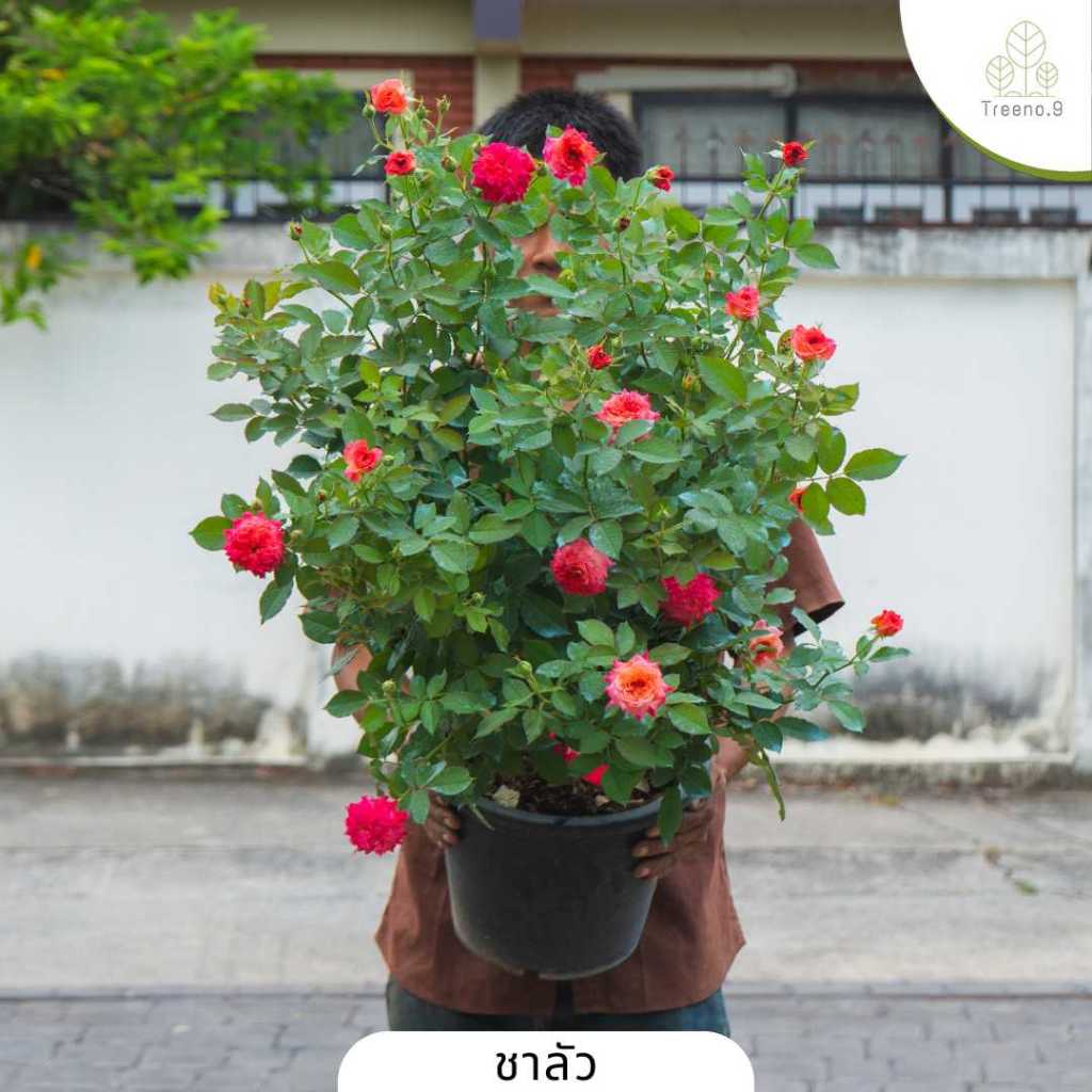 1-12/12 แถมปุ๋ย 1+ ป้ายชื่อไลฟ์สดดอกกุหลาบกระถางใหญ่ 12 นิ้ว ไลฟ์สด วันที่ 1/12/2025 - 1 ต้น1 คำสั่งซื้อ / รหัส 101-200