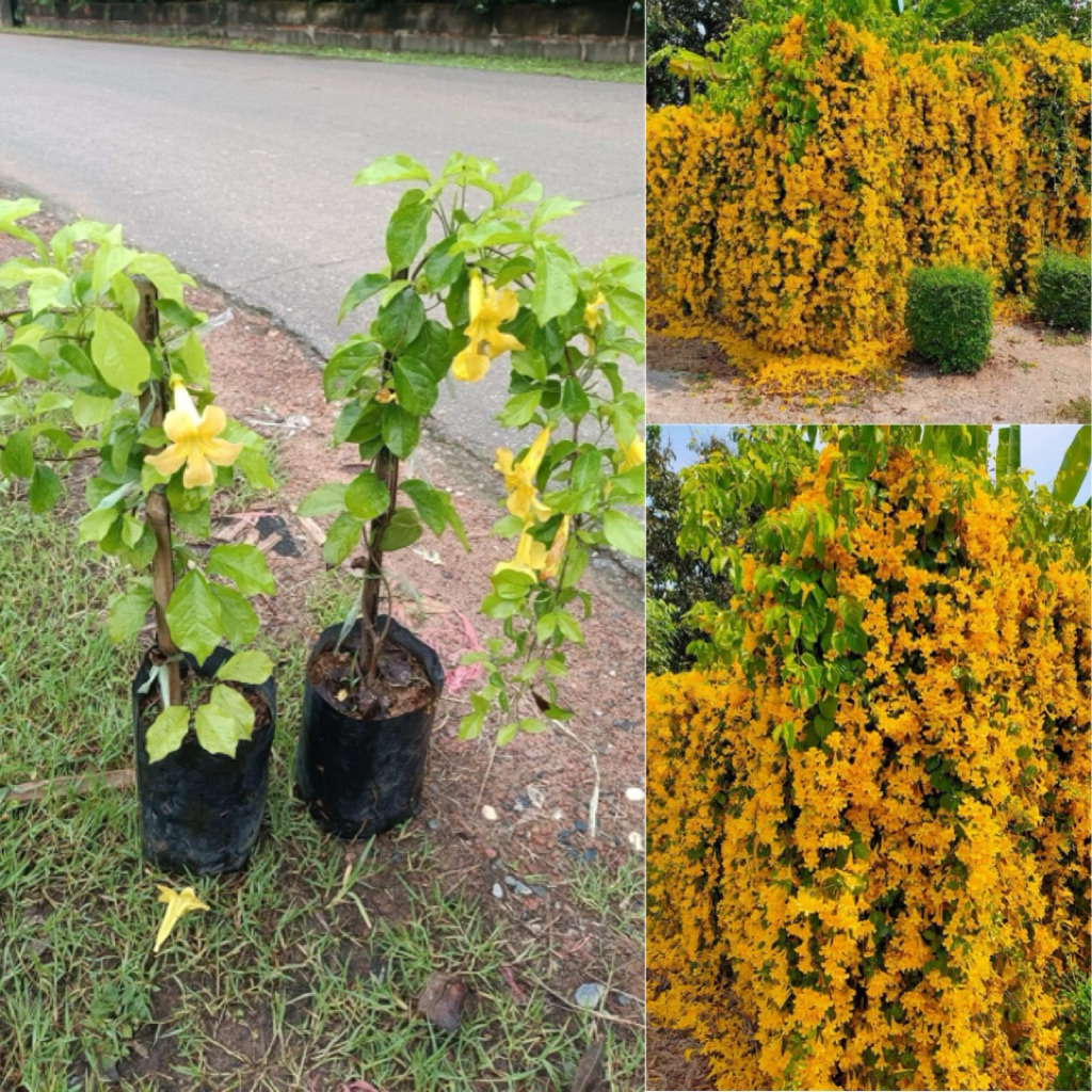 ต้นเหลืองชัชวาลย์ไม้เลื้อย ดอกสีเหลือง ต้นส่ง 40-50เซน – โปรปัง