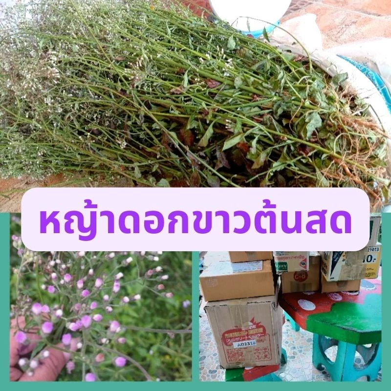 หญ้าดอกขาว ต้นสด ต้นละ