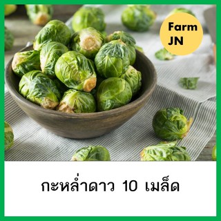เมล็ดกะหล่ำดาว เมล็ดผัก 5 บาท เมล็ดพันธุ์จาก FarmJN