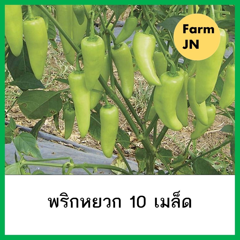 เมล็ดพริกหยวก เมล็ดผัก 5 บาท เมล็ดพันธุ์จาก FarmJN