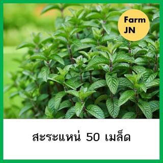 เมล็ดสะระแหน่ เมล็ดผัก 5 บาท เมล็ดพันธุ์จาก FarmJN