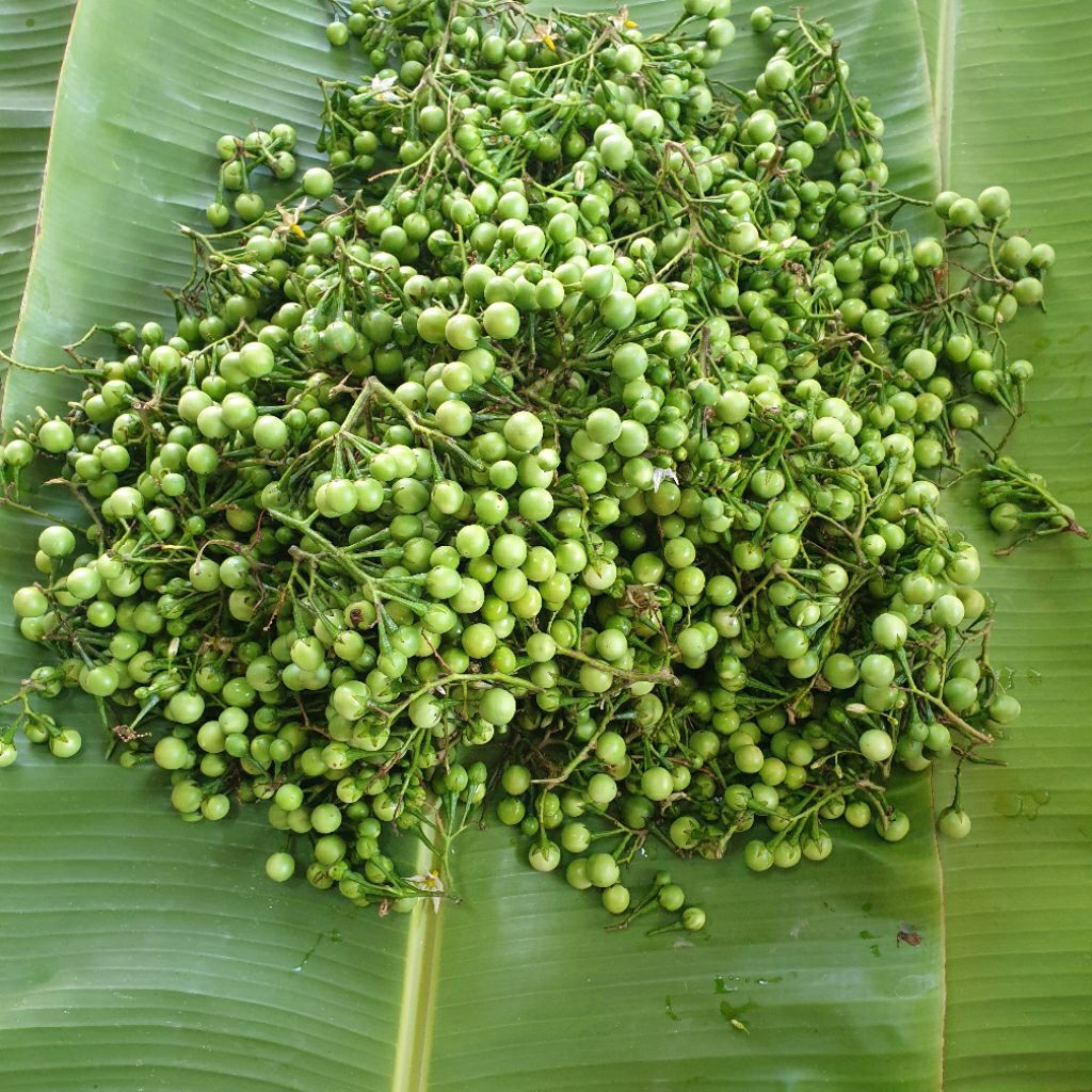 มะเขือพวง สดๆใหม่จากสวน อินทรีย์ ปลอดสารเคมี💯%