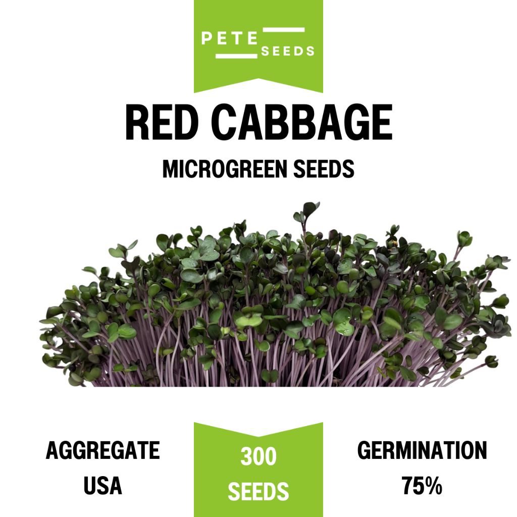 เมล็ดพันธุ์ ต้นอ่อน กะหล่ำปลีแดง (Red Cabbage Sprout) ไมโครกรีน Microgreens