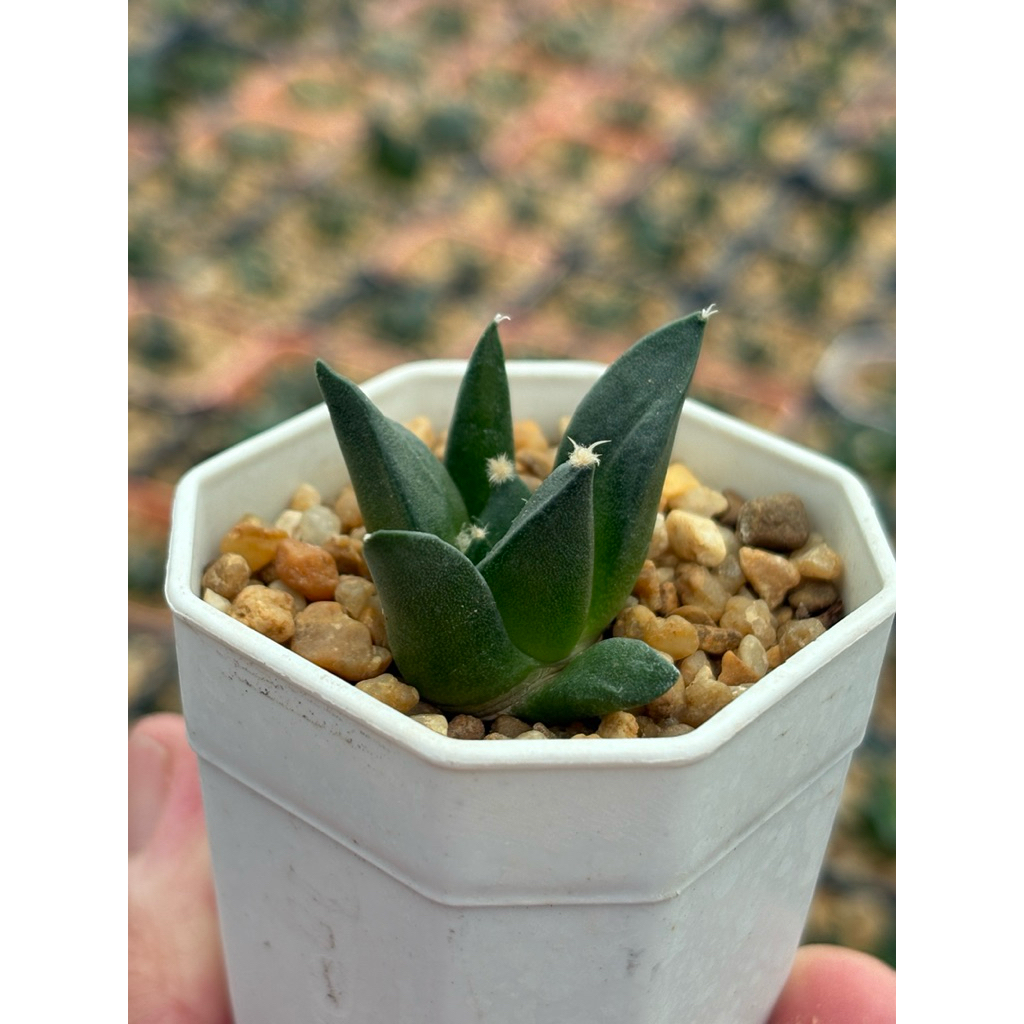 อริโอคาปัส ไฮบริด (Ariocarpus hybrid) ขนาดกระถาง 2 นิ้ว 4 ภาพสุดท้ายเป็นต้นแม่ 📌อ่านรายละเอียดก่อนสั่ง📌