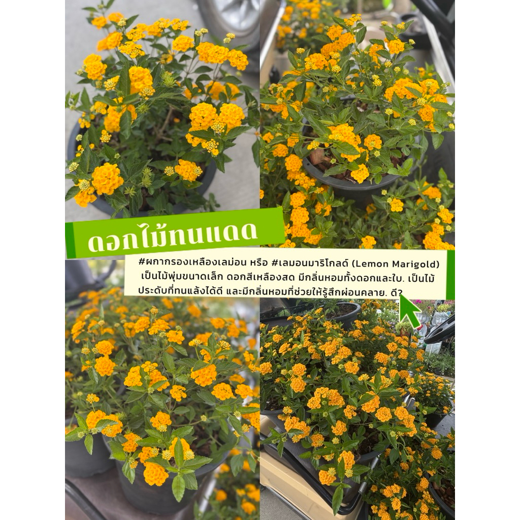 #ผกากรองเหลืองเลม่อน หรือ #เลมอนมาริโกลด์ (Lemon Marigold) เป็นไม้พุ่มขนาดเล็ก ดอกสีเหลืองสด มีกลิ่นหอมทั้งดอกและใบ