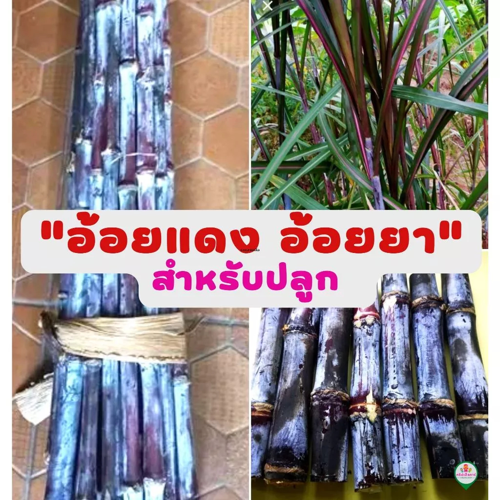 อ้อยดำ(อ้อยแดง) อ้อยยา ตัดสดท่อนละ 2 ข้อตา