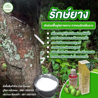 ฮอร์โมน รักยาง ช่วยเพิ่มการผลิตน้ำยาง ป้องกันและรักษาเชื้อราต่างๆ เพิ่มผลผลิต รักษาหน้ายาง