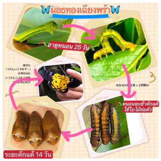 ชุดกล่องเลี้ยงหนอนผี้สื้อ 5แถม3 (🐛ยกเว้นหนอนถุงทอง2+1)