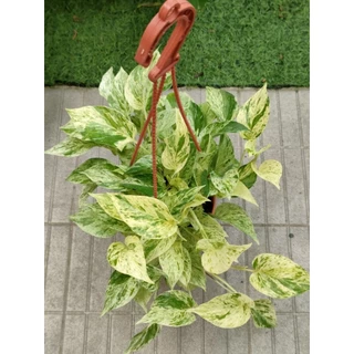 พลูด่าง/พลูด่างราชินีหินอ่อนMarble Queen กระถาง3-8นิ้วและแบบกิ่งตัดสด