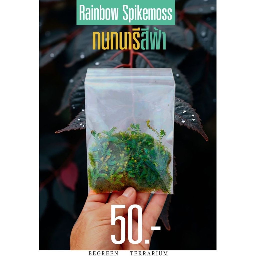 ต้นกนกนารีสีฟ้า Rainbow Spikemoss