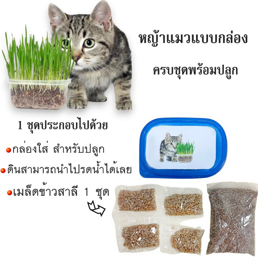 Thai.th หญ้าแมวแบบกล่อง ครบชุดพร้อมปลูก ต้นอ่อนข้าวสาลี หญ้าเเมว  สำหรับสัตว์เลี้ยง หญ้าแมว YC209
