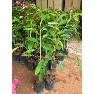 🌲ต้นทุเรียน​พันธุ์,หนาม​ดํา,โอวฉี่,Blackthorn​ สายพันธุ์​แท้​🌱พันธุ์​ยอดนิยมของมาเลเซีย👍​ ตลาดต้องการสูงราคาดีตลอดจ้า📣