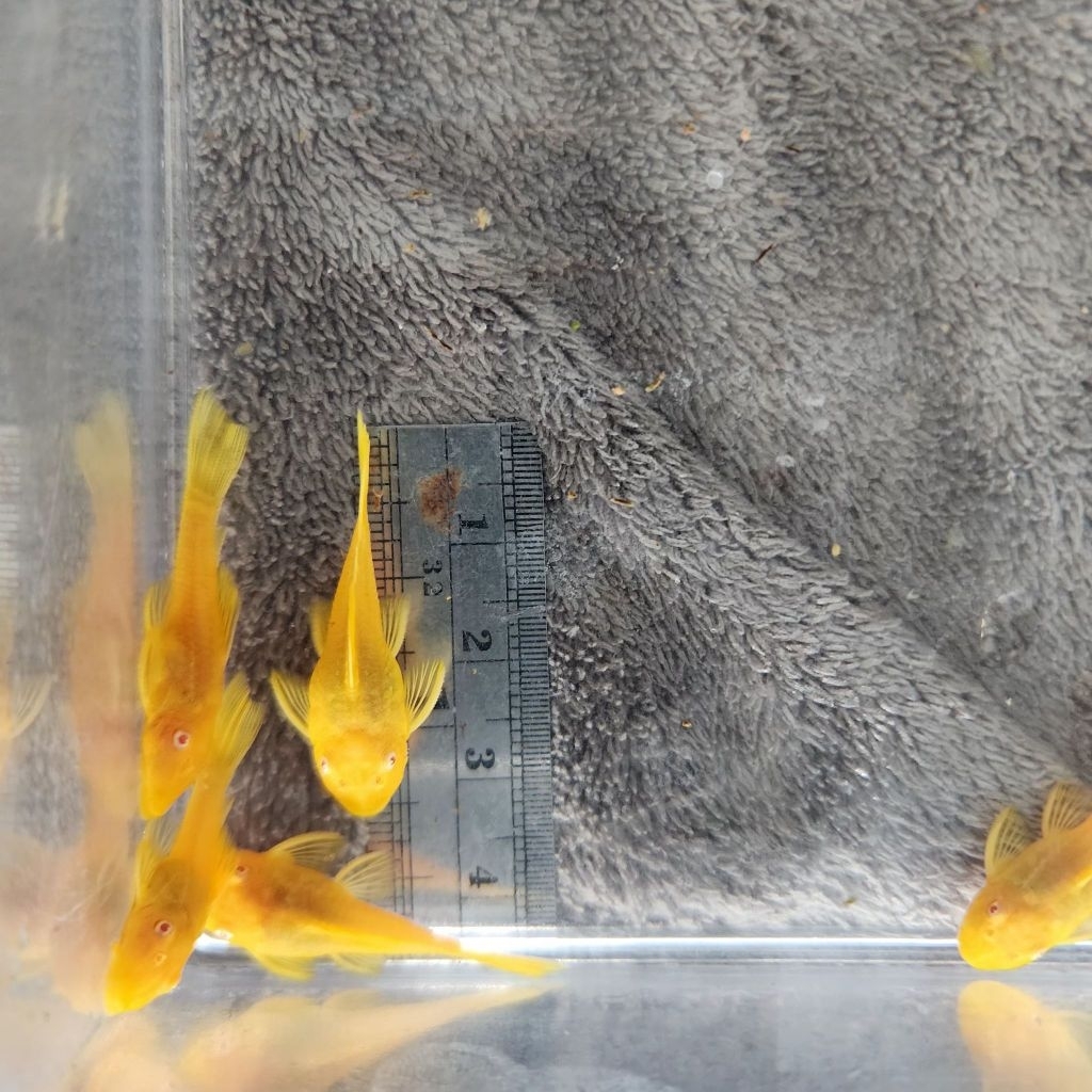 [จัดส่ง2-3วัน] อาหารปลาซัคเกอร์L144 24K 1นิ้ว