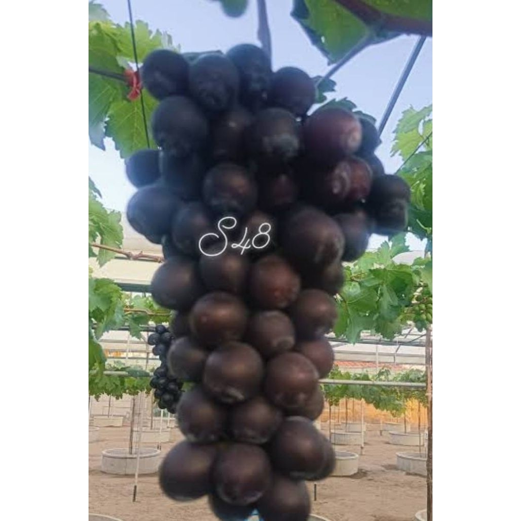 ต้นองุ่นพันธุ์S48สายพันธุ์แท้ลูกใหญ่ไรเมล็ด