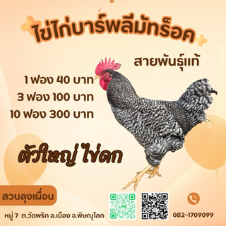 ไข่ไก่บาร์พลีมัทร็อค สายพันธุ์ไก่ที่ให้ไข่ดกติด TOP 5 รับประ…