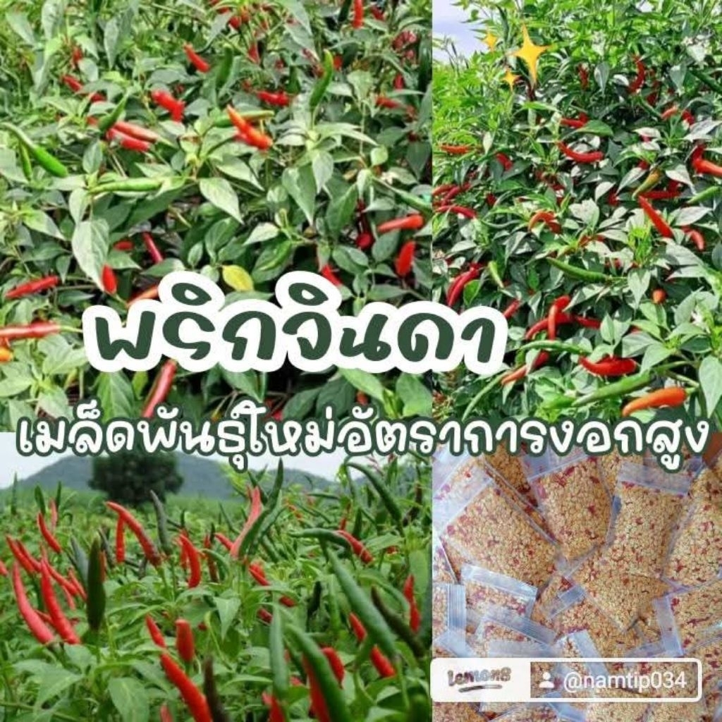 เมล็ดพันธุ์พริกจินดา 500 เมล็ด 29 บาท