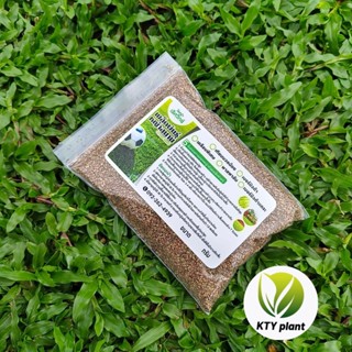 เมล็ดเทียบหญ้าสนาม เมล็ดหญ้ามาเลเซีย 100 กรัม หญ้ามาเลเซีย