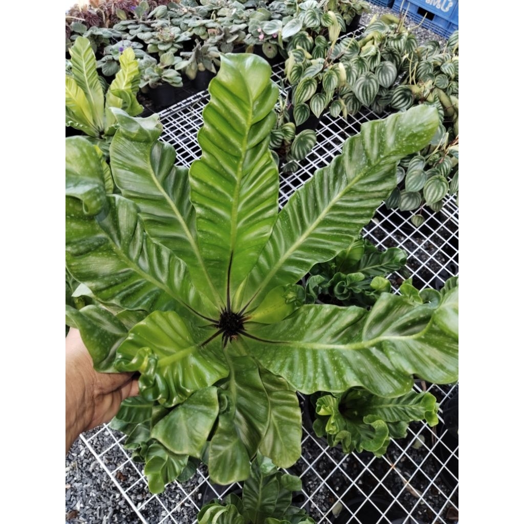 เฟิร์นคอบบร้า  Asplenium nidus L.