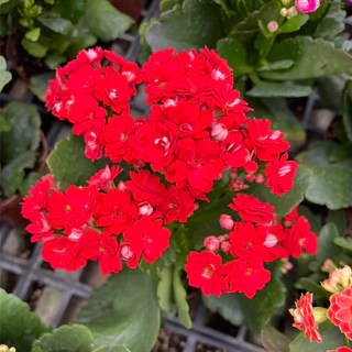 กุหลาบหินดอกซ้อน ดอกสีทูโทน และสีเดี่ยว เลี้ยงง่าย ดอกสีสด Kalanchoe