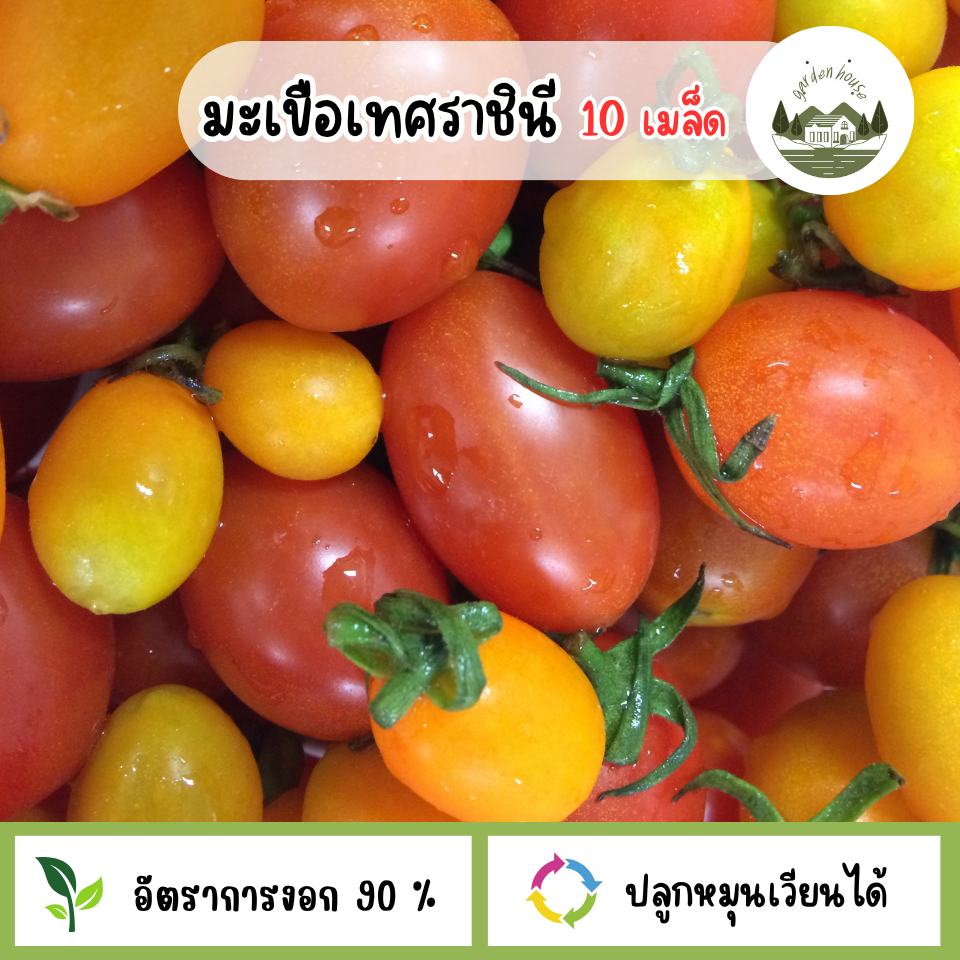 มะเขือเทศราชินี 10 เมล็ด
