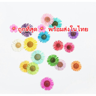 ❤️พร้อมส่ง❤️เดซี่หิมาลัย Daisy ดอกเดซี่ทับแห้ง   พร้อมส่ง ถู…