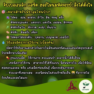 จิบเบอเรลลิก แอซิด 20 เอสที (5 กรัม) [กรดจิบเบอเรลลิก] ฮอร์โมนยืดช่อดอก เพิ่มสัดส่วนดอกตัวผู้ ขยายขนาดผล กระตุ้นการงอก