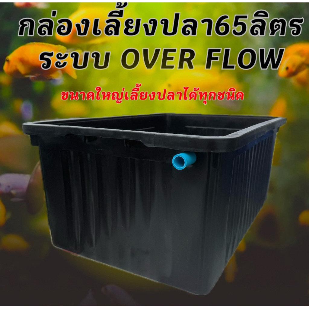 อ่างเลี้ยงปลา 65 ลิตร ระบบoverflow ขนาด 64x44x31ซ. กะบะเลี้ยงปลา อ่างเลี้ยงปลา อ่างเลี้ยงปลาเมกาดะ อ่างเลี้ยงปลาหางนกยูง