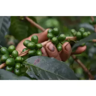 ANNIE - Peru Ayuri Geisha Washed คั่วอ่อน