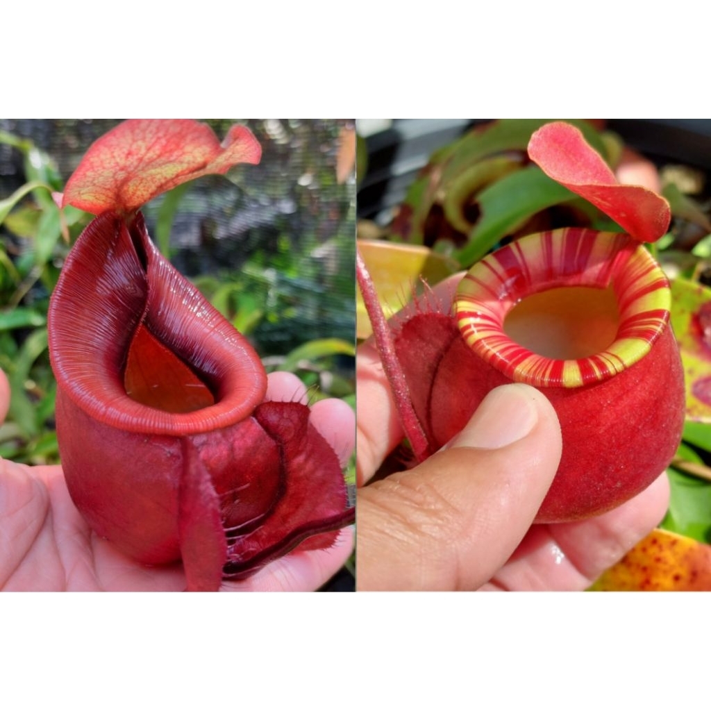 เมล็ดหม้อข้าวหม้อแกงลิงลูกผสมสายพันธุ์[Viking x ( Kuchingensis x viking)] x  (viking x amp red strip