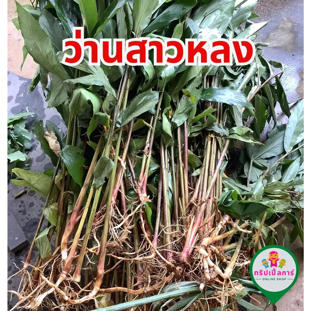ว่านสาวหลง ว่านมหาเสน่ห์ ว่านมหานิยม ห่อตุ้มส่ง